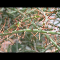 Opuntia leptocaulis (fam Cactacees) (Mexique, S-O des USA) (3)